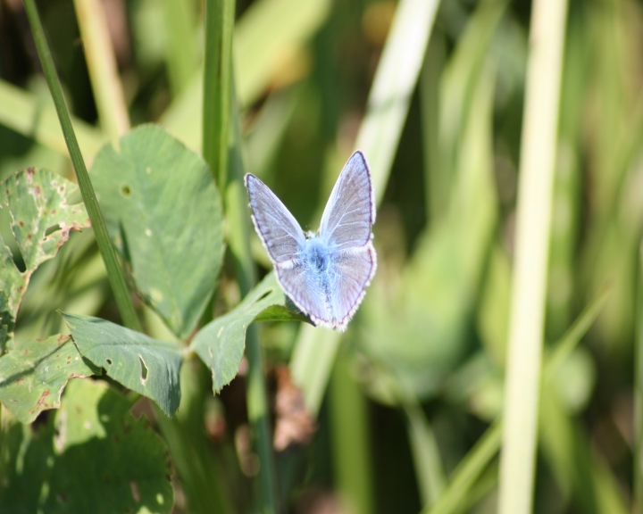 ciclabile Arluno-Boffalora